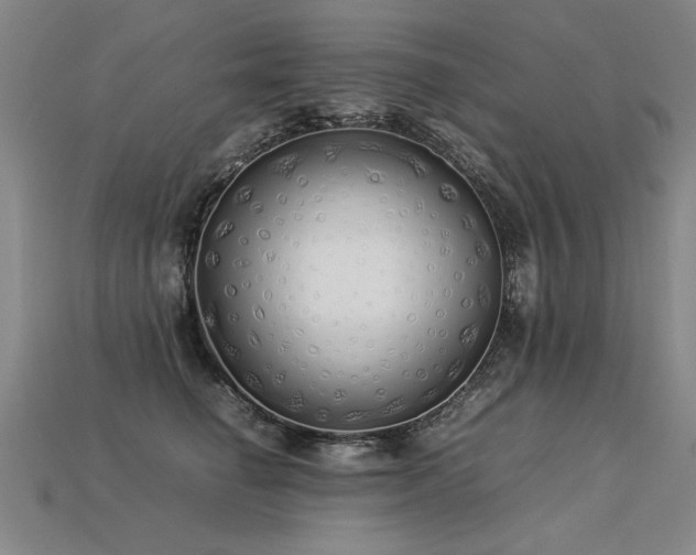 X0000113620662200909181441