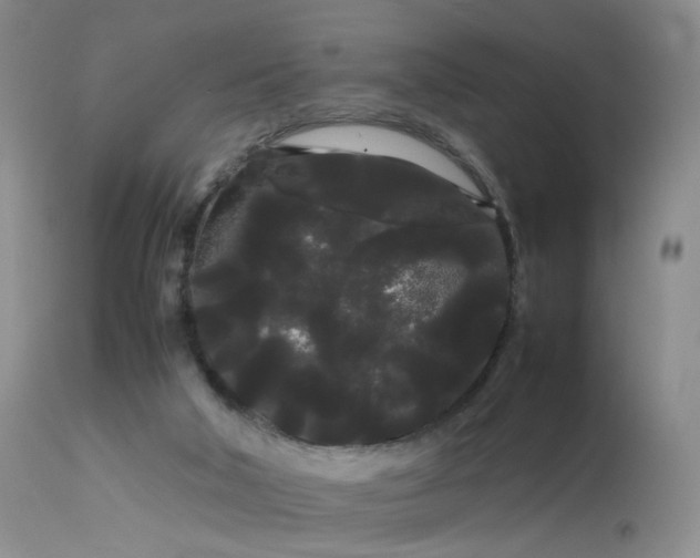 X0000113620018200909251217