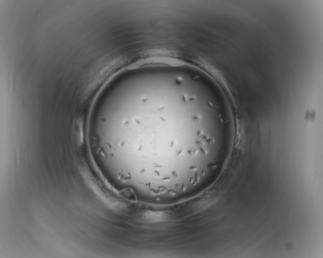 X0000113620061200909251216