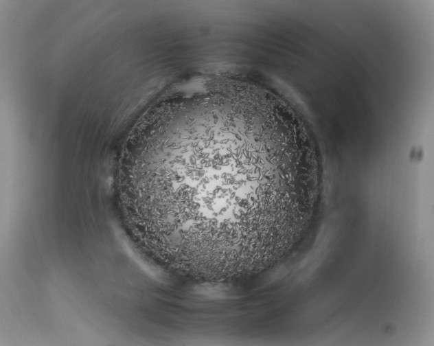 X0000113620065200909251216