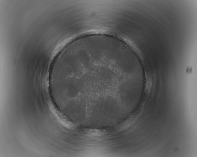 X0000113620486200909251210