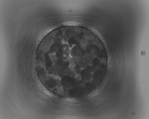 X0000113620529200909251208