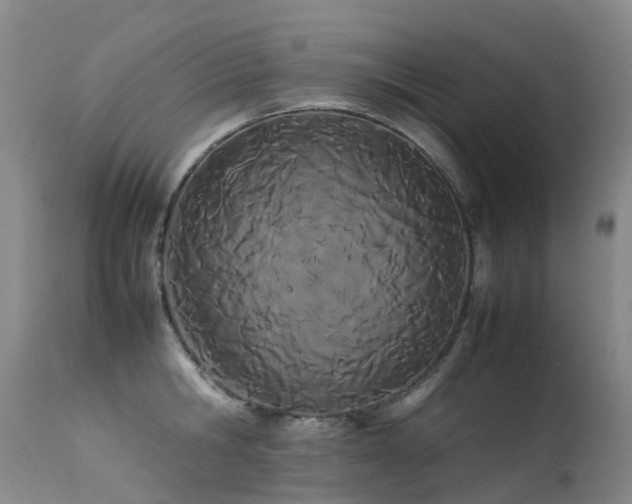 X0000113620806200909251205