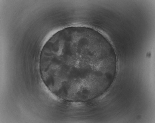 X0000113621231200909251158