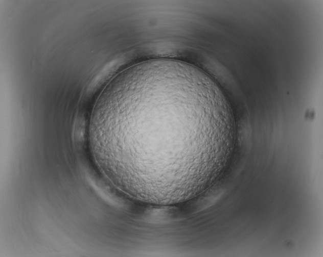 X0000113620072200910021838