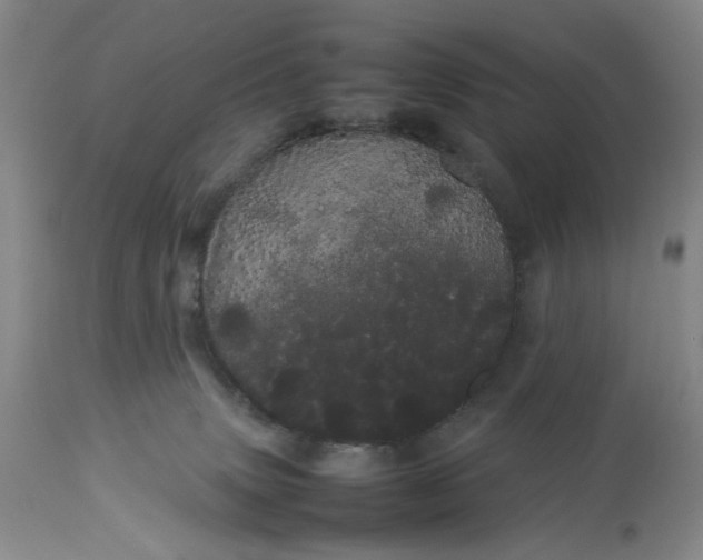 X0000113620083200910021838