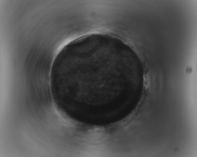 X0000113620196200910021837