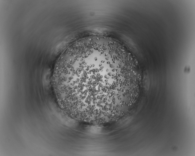 X0000113620318200910021835