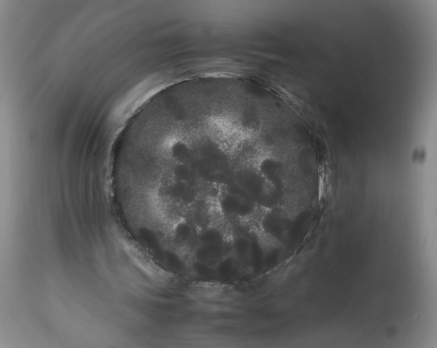 X0000113620339200910021834