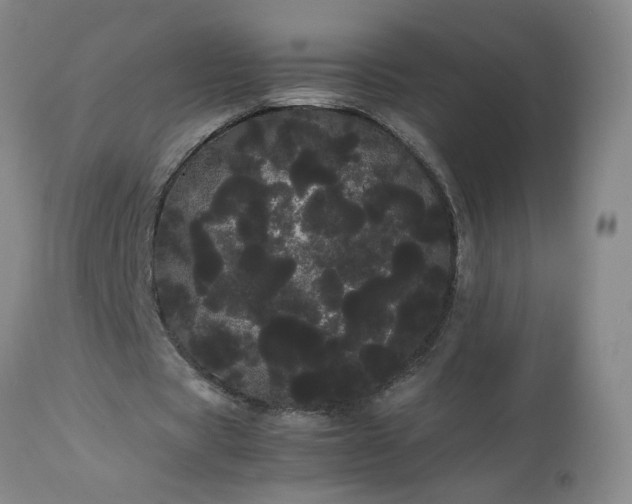 X0000113620529200910021830