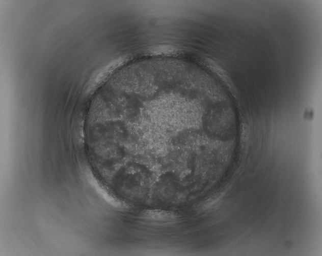 X0000113620633200910021829