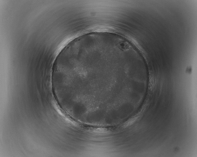 X0000113620986200910021823