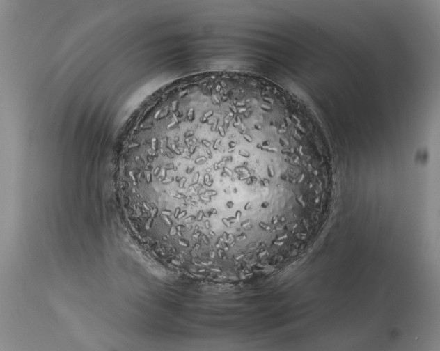 X0000113621019200910021822