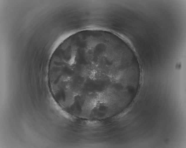 X0000113621231200910021819