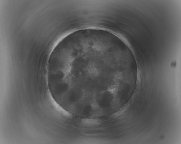 X0000113621247200910021820