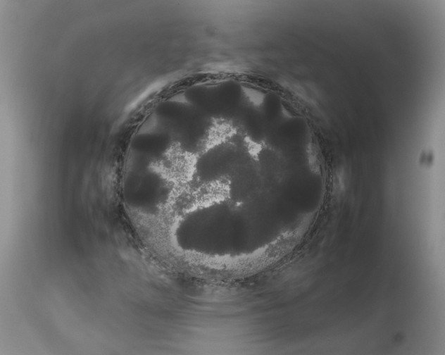 X0000113621254200910021819