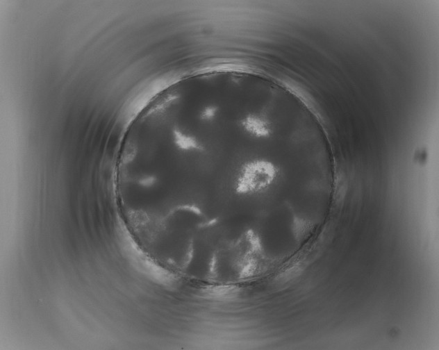 X0000113621282200910021819