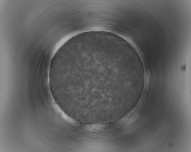 X0000113621294200910021818