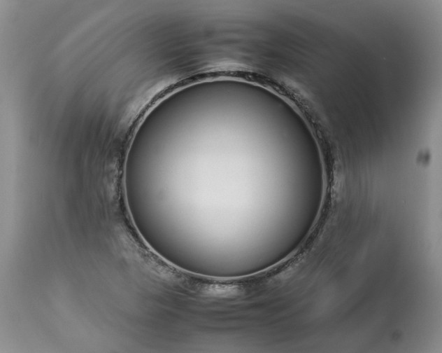 X0000113621313200910021818