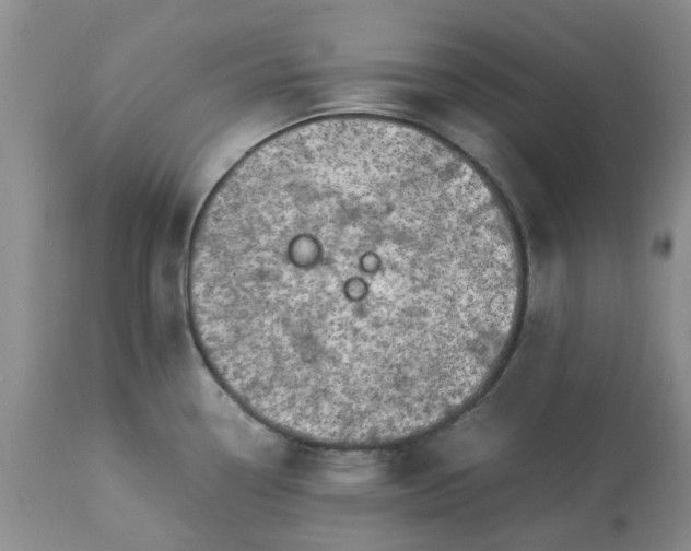 X0000113621338200910021818