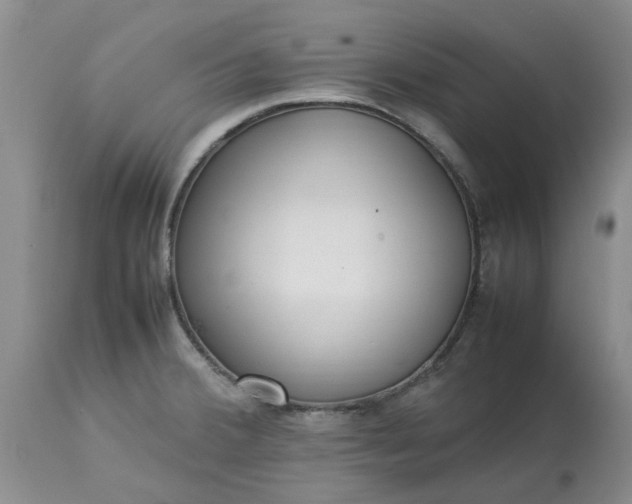 X0000113621380200910021817