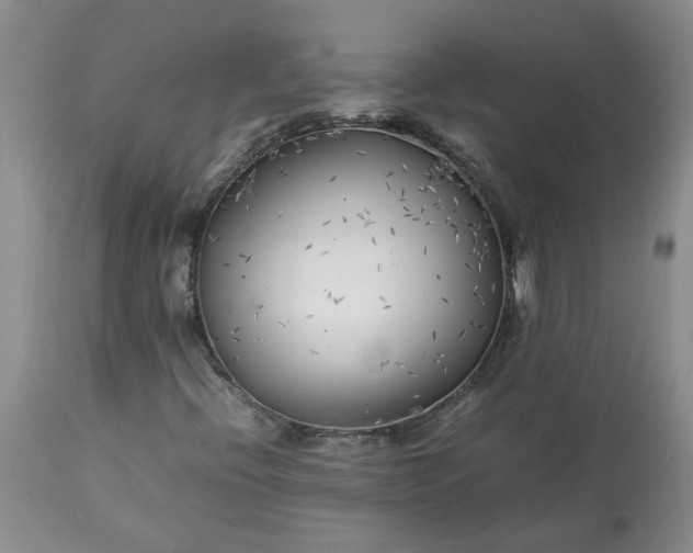 X0000113621396200910021816