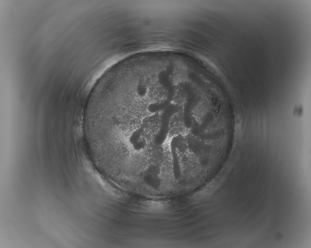 X0000113621409200910021816