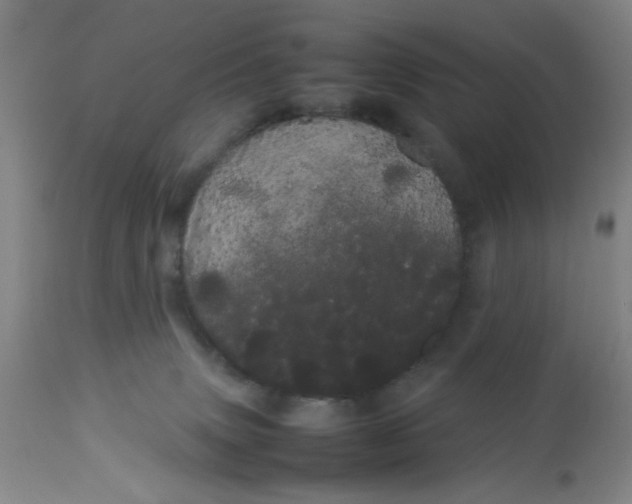 X0000113620083200910091542