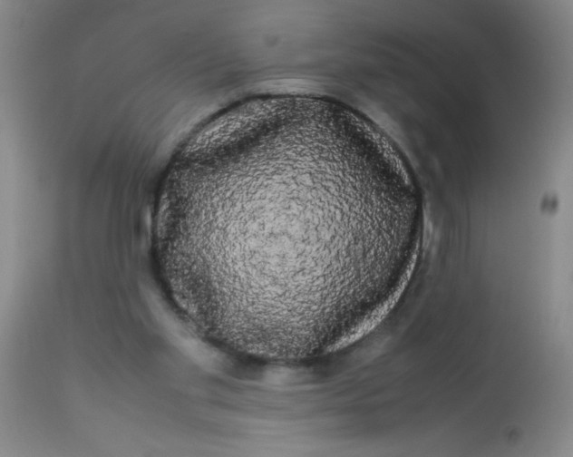 X0000113620109200910091541