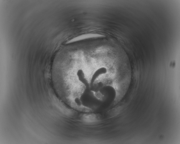 X0000113620181200910091540