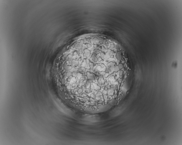 X0000113620185200910091540