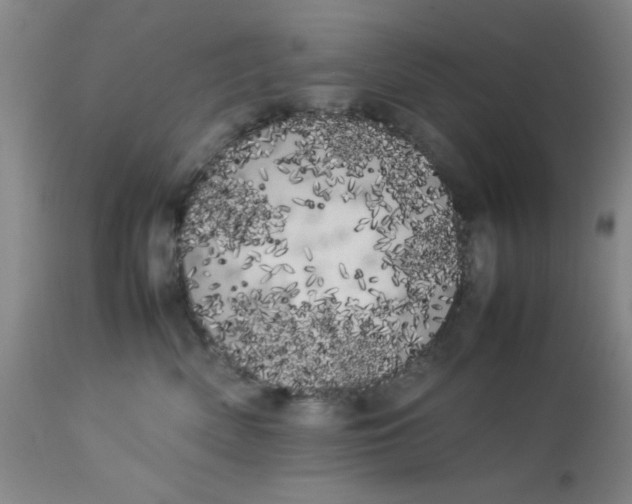 X0000113620522200910091534