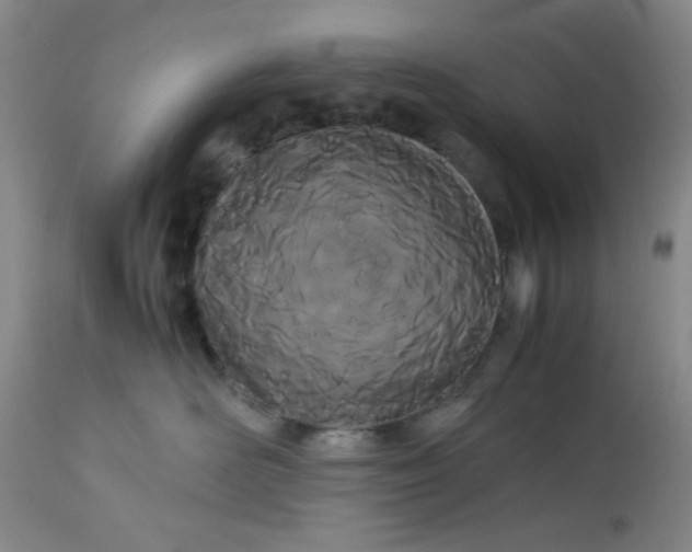X0000113620526200910091534
