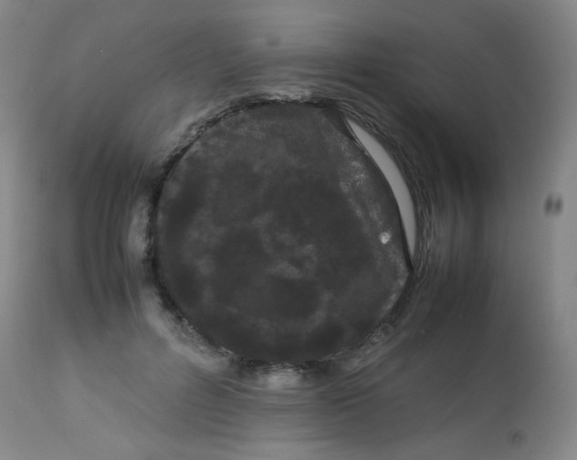 X0000113620600200910091533