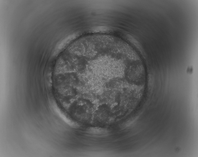 X0000113620633200910091532