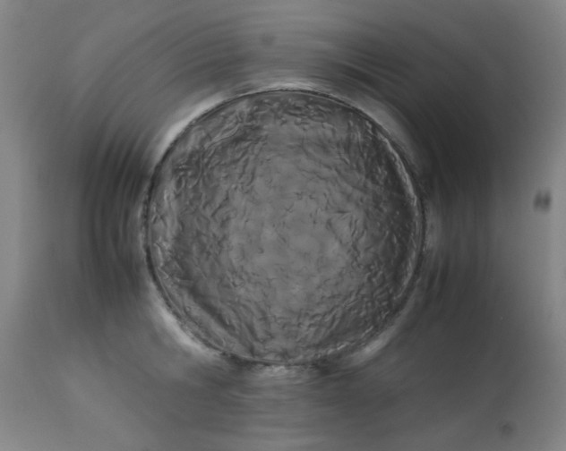 X0000113620806200910091530