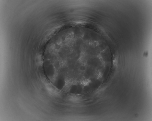 X0000113620819200910091529