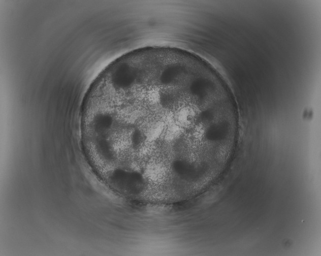 X0000113620887200910091529