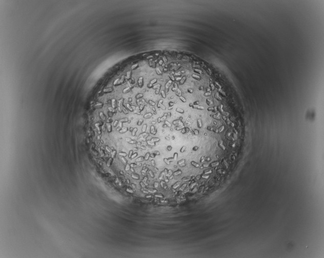 X0000113621019200910091526