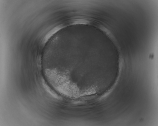 X0000113621113200910091524