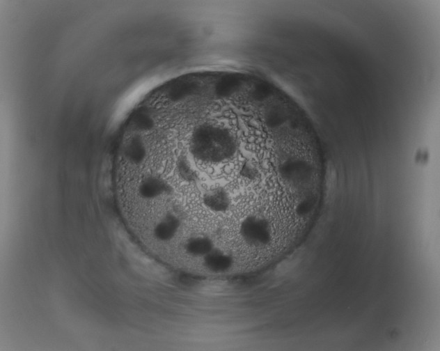 X0000113621455200910091520