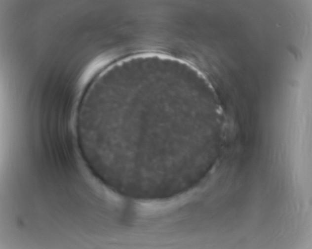 X0000113620006200910162003