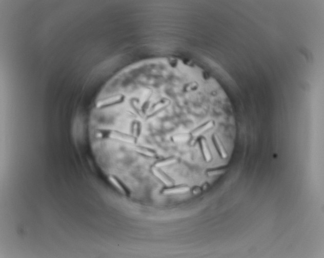 X0000113620026200910162003