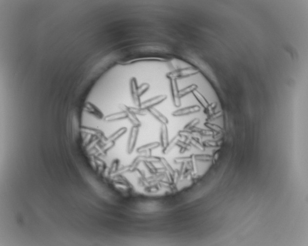 X0000113620061200910162002