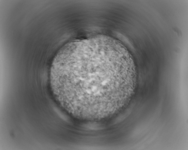 X0000113620065200910162002