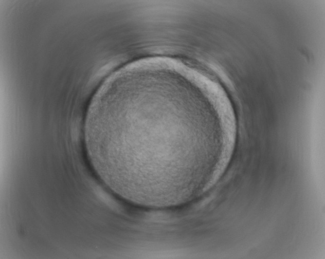 X0000113620105200910162002