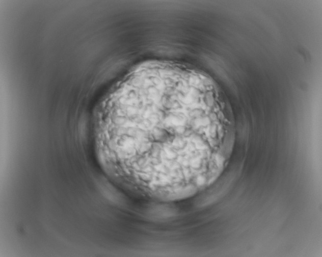 X0000113620185200910162001