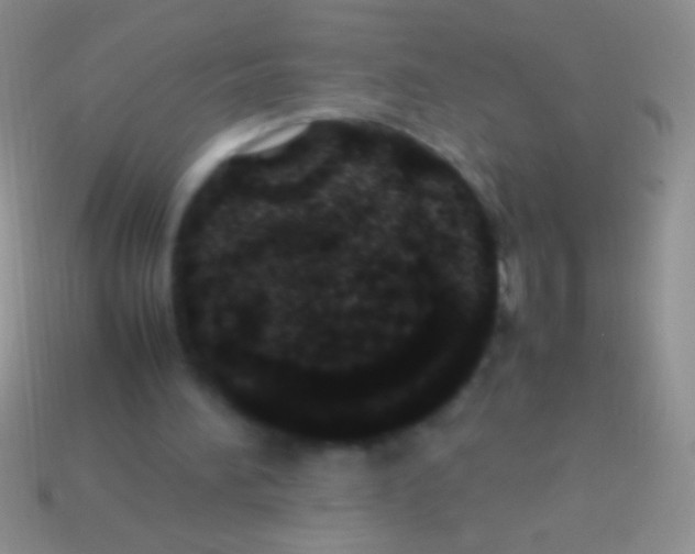 X0000113620196200910162000
