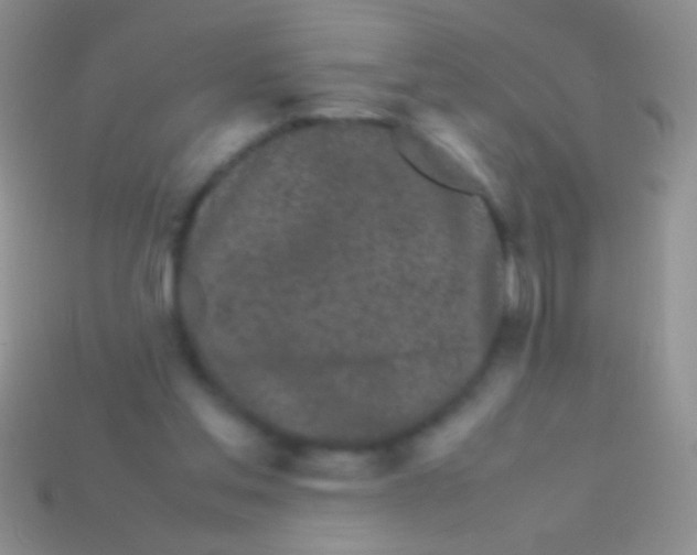 X0000113620205200910162000