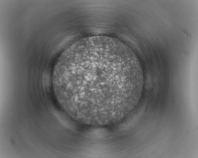 X0000113620210200910162000